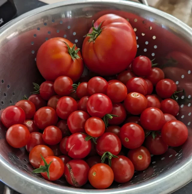 Du potager à l'assiette 😋🍅 #tatindetomates #entrée #gourmet #tabledhotes